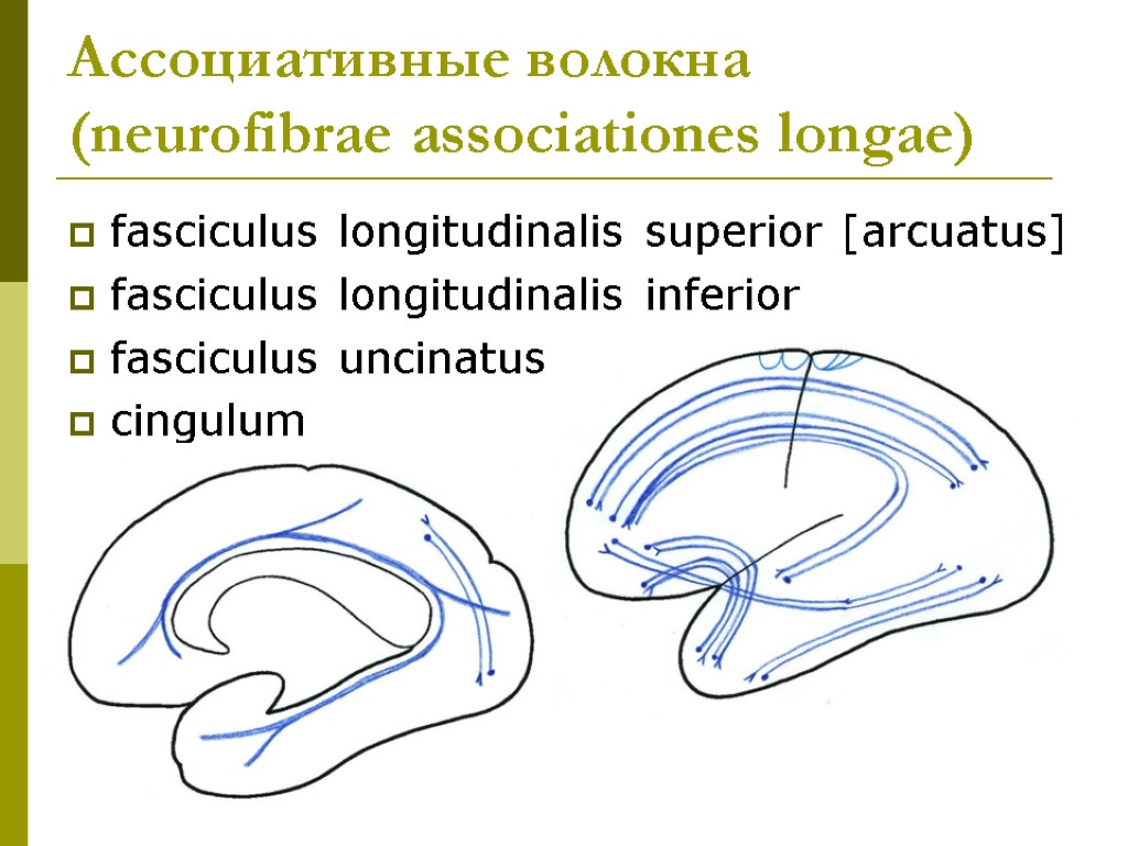 Ассоциативные волокна (neurofibrae associationes longae) fasciculus longitudinalis superior [arcuatus] fasciculus longitudinalis inferior fasciculus uncinatus